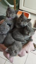 Chatons de race Chartreux à vendre chez l'éleveur DARQUENNE BERNADETTE