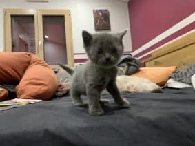 Chatons d'apparence Chartreux à vendre chez l'éleveur BIAU CLAIRE