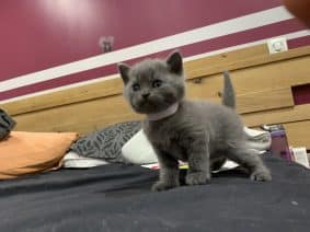 Chatons d'apparence Chartreux à vendre chez l'éleveur BIAU CLAIRE