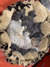 Chatons d'apparence Chartreux à vendre chez l'éleveur BIAU CLAIRE