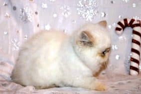 Chatons de race Exotic shorthair à vendre chez l'éleveur DEVILLE CATHERINE