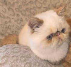 Chatons de race Exotic shorthair à vendre chez l'éleveur WHAT A SUPERSTAR’S