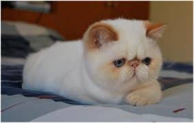 Chatons de race Exotic shorthair à vendre chez l'éleveur WHAT A SUPERSTAR’S