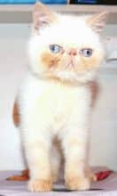 Chatons de race Exotic shorthair à vendre chez l'éleveur WHAT A SUPERSTAR’S