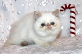 Chatons de race Exotic shorthair à vendre chez l'éleveur DEVILLE CATHERINE