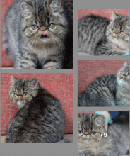 Chatons de race Exotic shorthair à vendre chez l'éleveur LA CAVALIERE TY KAZ