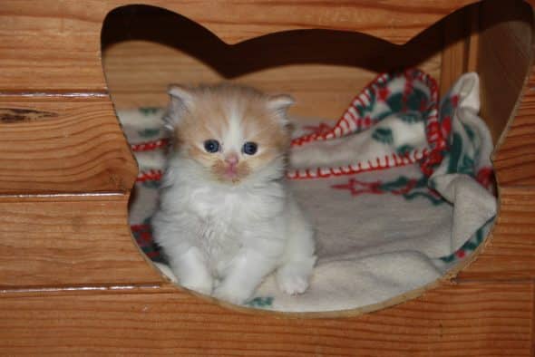 Image de la portée de chaton de l'élévage Chatterie d’Ysorian