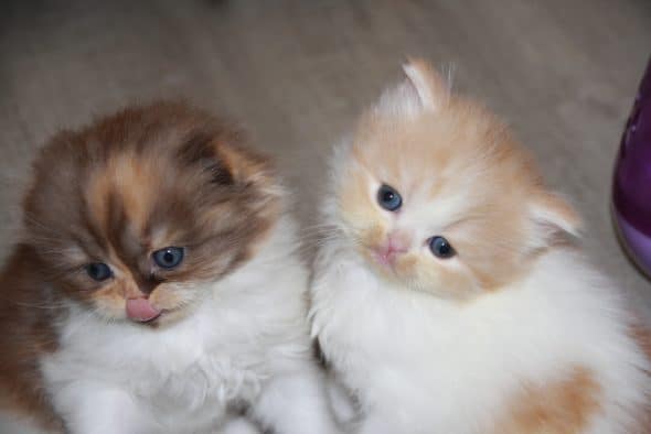 Image de la portée de chaton de l'élévage Chatterie d’Ysorian