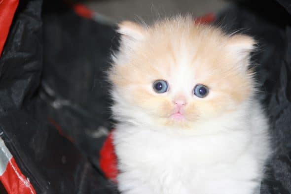 Image de la portée de chaton de l'élévage Chatterie d’Ysorian