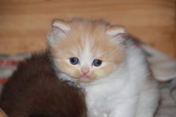 Image de la portée de chaton de l'élévage Chatterie d’Ysorian