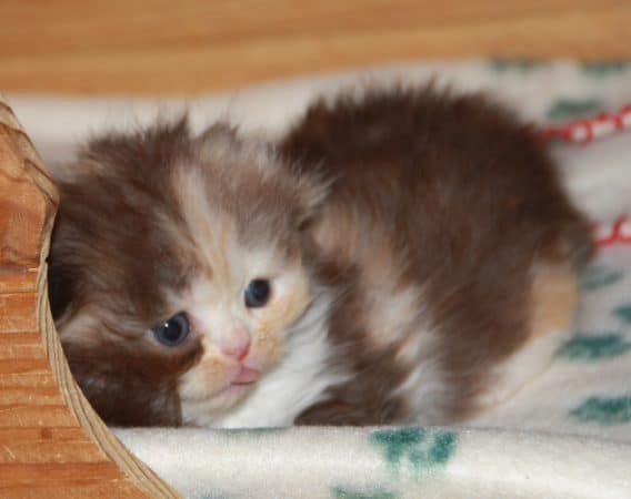 Image de la portée de chaton de l'élévage Chatterie d’Ysorian