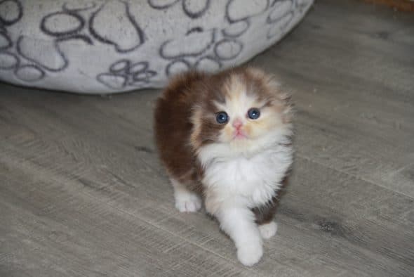 Image de la portée de chaton de l'élévage Chatterie d’Ysorian