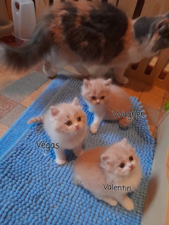 Image de la portée de chaton de l'élévage CHATTERIE DES MEANDRES DE SEINE