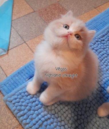 Image de la portée de chaton de l'élévage CHATTERIE DES MEANDRES DE SEINE