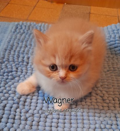 Image de la portée de chaton de l'élévage CHATTERIE DES MEANDRES DE SEINE