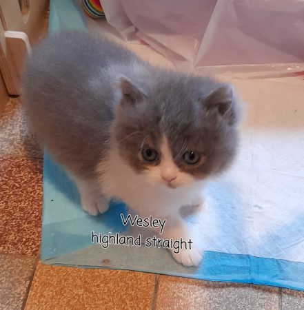 Image de la portée de chaton de l'élévage CHATTERIE DES MEANDRES DE SEINE