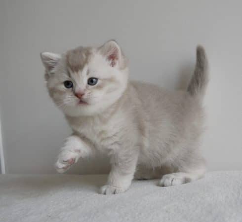 Image de la portée de chaton de l'élévage SHAKA CATS