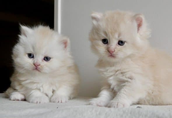 Image de la portée de chaton de l'élévage SHAKA CATS