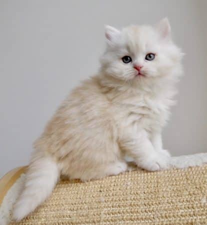 Image de la portée de chaton de l'élévage SHAKA CATS