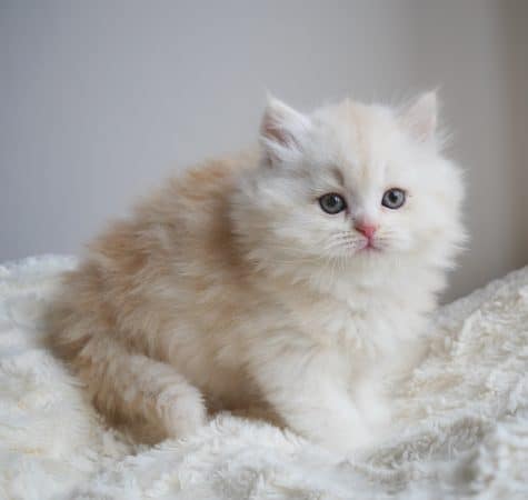 Image de la portée de chaton de l'élévage SHAKA CATS