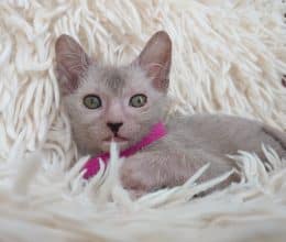 Chatons de race Lykoi à vendre chez l'éleveur LES SPHYNX DE SOPHIE