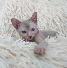 Chatons de race Lykoi à vendre chez l'éleveur LES SPHYNX DE SOPHIE