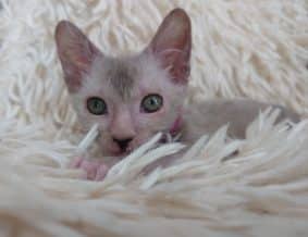 Chatons de race Lykoi à vendre chez l'éleveur LES SPHYNX DE SOPHIE