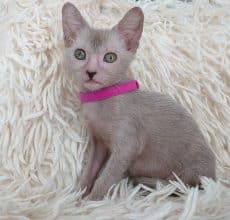 Chatons de race Lykoi à vendre chez l'éleveur LES SPHYNX DE SOPHIE