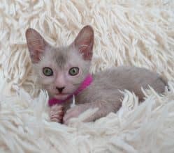 Chatons de race Lykoi à vendre chez l'éleveur LES SPHYNX DE SOPHIE