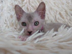 Chatons de race Lykoi à vendre chez l'éleveur LES SPHYNX DE SOPHIE