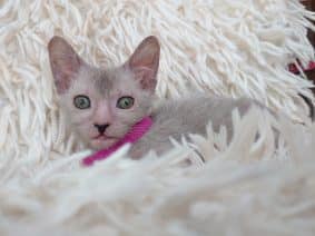 Chatons de race Lykoi à vendre chez l'éleveur LES SPHYNX DE SOPHIE