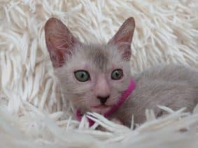 Chatons de race Lykoi à vendre chez l'éleveur LES SPHYNX DE SOPHIE