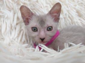 Chatons de race Lykoi à vendre chez l'éleveur LES SPHYNX DE SOPHIE