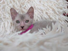 Chatons de race Lykoi à vendre chez l'éleveur LES SPHYNX DE SOPHIE