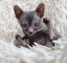 Chatons de race Lykoi à vendre chez l'éleveur LES SPHYNX DE SOPHIE