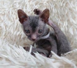 Chatons de race Lykoi à vendre chez l'éleveur LES SPHYNX DE SOPHIE