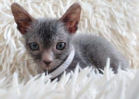 Chatons de race Lykoi à vendre chez l'éleveur LES SPHYNX DE SOPHIE