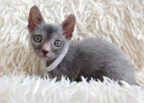 Chatons de race Lykoi à vendre chez l'éleveur LES SPHYNX DE SOPHIE