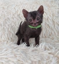 Chatons de race Lykoi à vendre chez l'éleveur LES SPHYNX DE SOPHIE