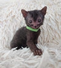 Chatons de race Lykoi à vendre chez l'éleveur LES SPHYNX DE SOPHIE