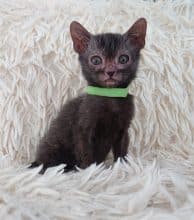 Chatons de race Lykoi à vendre chez l'éleveur LES SPHYNX DE SOPHIE