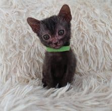 Chatons de race Lykoi à vendre chez l'éleveur LES SPHYNX DE SOPHIE