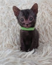 Chatons de race Lykoi à vendre chez l'éleveur LES SPHYNX DE SOPHIE