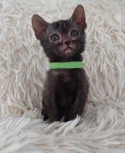 Chatons de race Lykoi à vendre chez l'éleveur LES SPHYNX DE SOPHIE