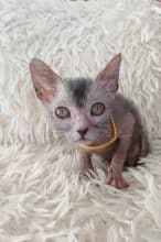 Chatons de race Lykoi à vendre chez l'éleveur LES SPHYNX DE SOPHIE