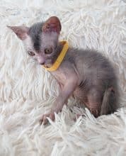 Chatons de race Lykoi à vendre chez l'éleveur LES SPHYNX DE SOPHIE