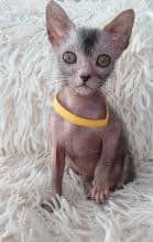 Chatons de race Lykoi à vendre chez l'éleveur LES SPHYNX DE SOPHIE