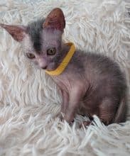 Chatons de race Lykoi à vendre chez l'éleveur LES SPHYNX DE SOPHIE