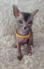 Chatons de race Lykoi à vendre chez l'éleveur LES SPHYNX DE SOPHIE