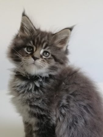 Image de la portée de chaton de l'élévage PREVOST VALERIE